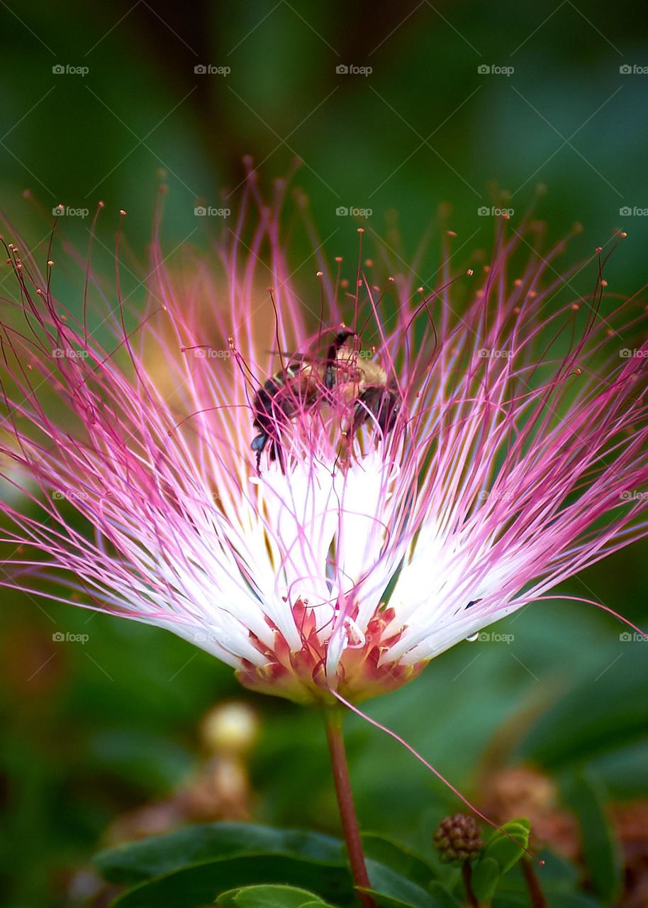 Bee in a beautiful flower
