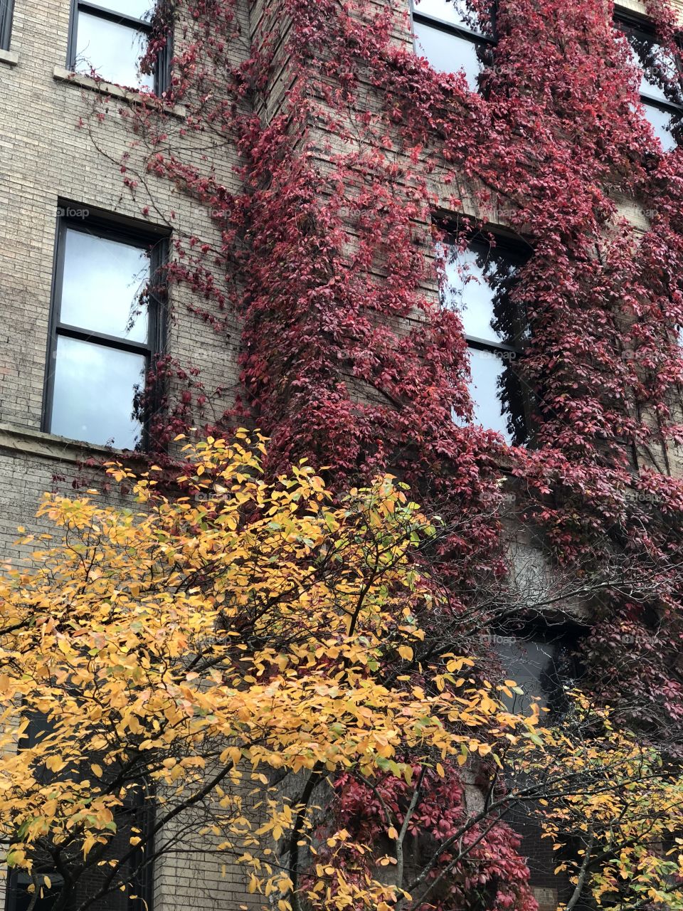 Fall, Leaf, No Person, Tree, Nature