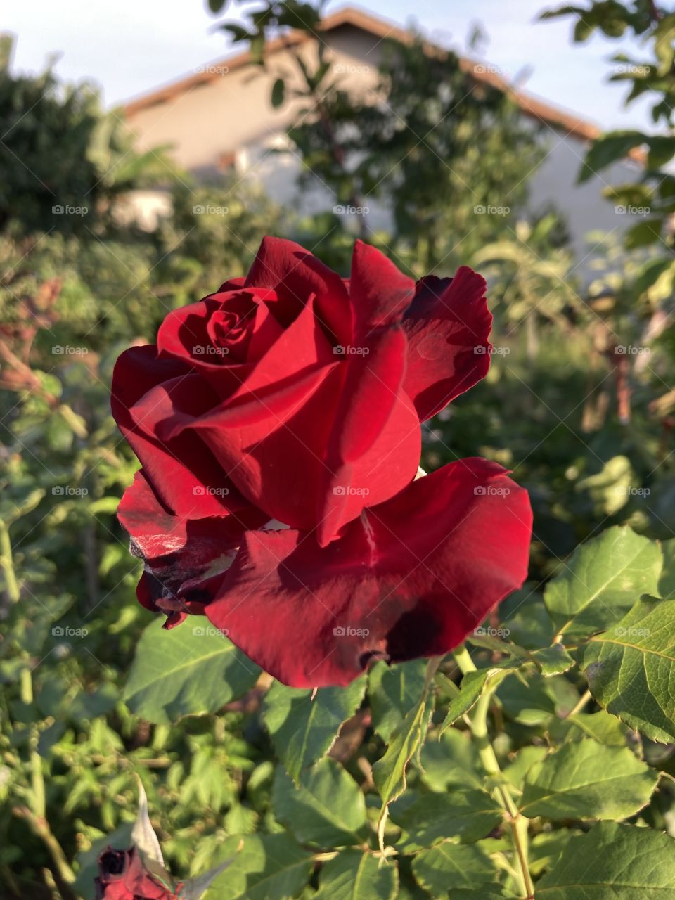 🌹 🇺🇸 Very beautiful flowers to brighten our day.  Live nature and its beauty. Did you like the delicate petals? / 🇧🇷 Flores muito bonitas para alegrar nosso dia. Viva a natureza e sua beleza. Gostaram das pétalas delicadas? 