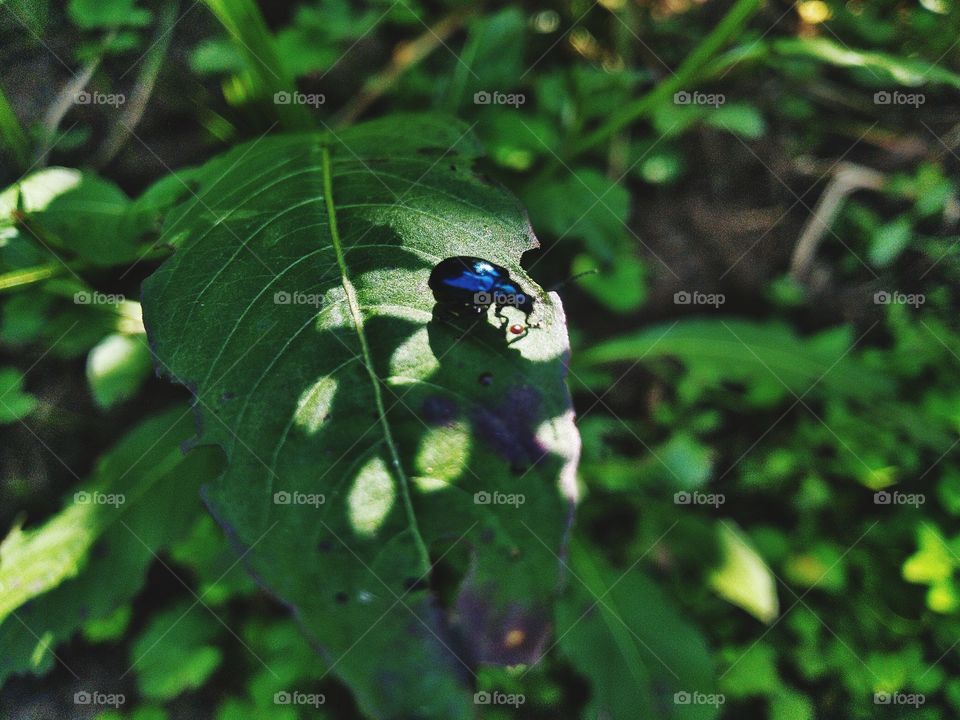 The alder leaf beetle, is a species of leaf beetle in the genus Agelastica.