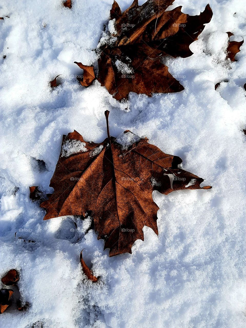 colour in winter garden -  sunlit platane leaves on the snow