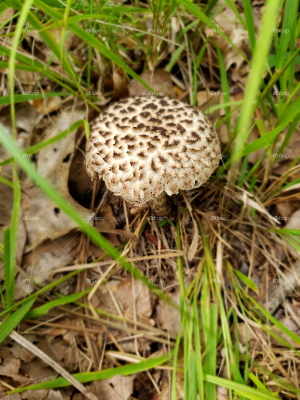 powder puff mushroom