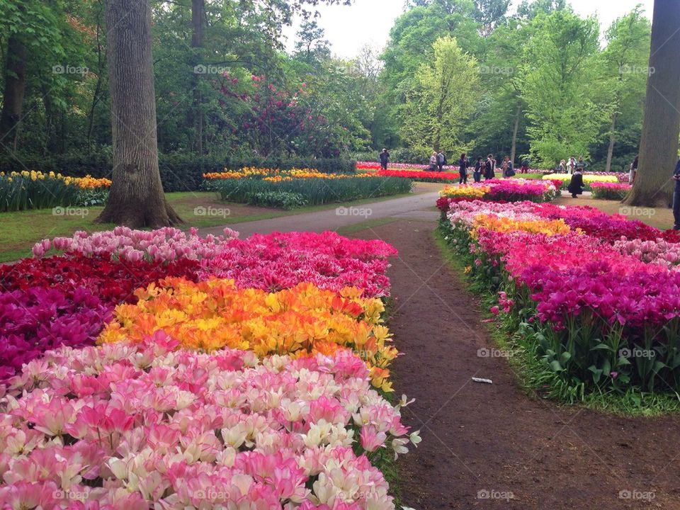 The tulip/ flower gardens in Keukenhof , the Netherlands (holland)