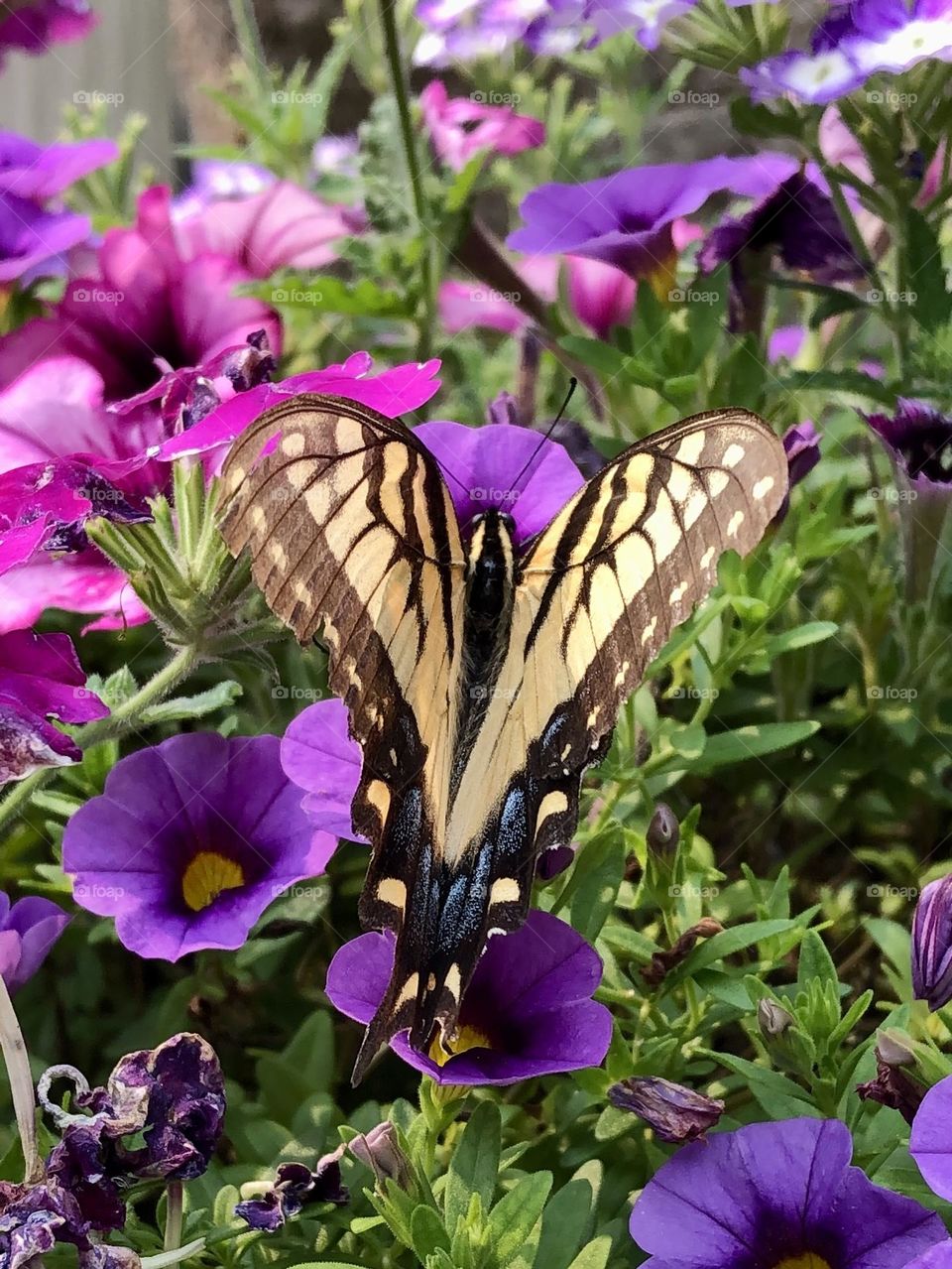 Papilio glaucus eastern tiger swallowtail butterfly pollinating petunia flowers backyard neighborhood landscaping garden container gardening patio plants summer nature insects bugs the stillness within