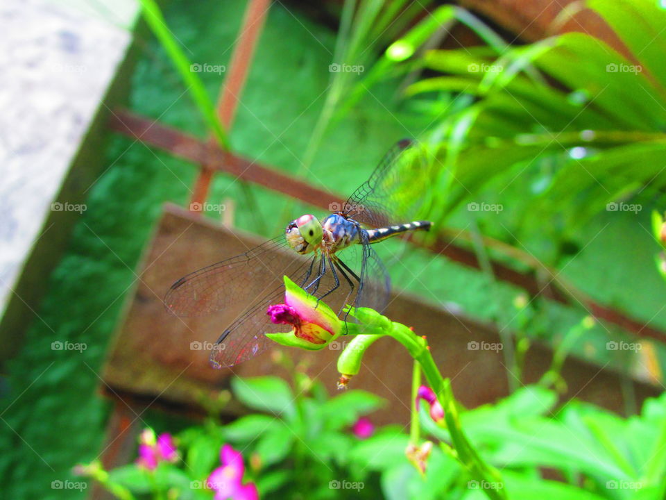 A libélula é um inseto pertencente à ordem Odonata , subordem Epiprocta ou, em sentido estrito, a infraordem Anisoptera. É caracterizada por grandes olhos diferenciados, dois pares de transparentes fortes asas e um corpo alongado.