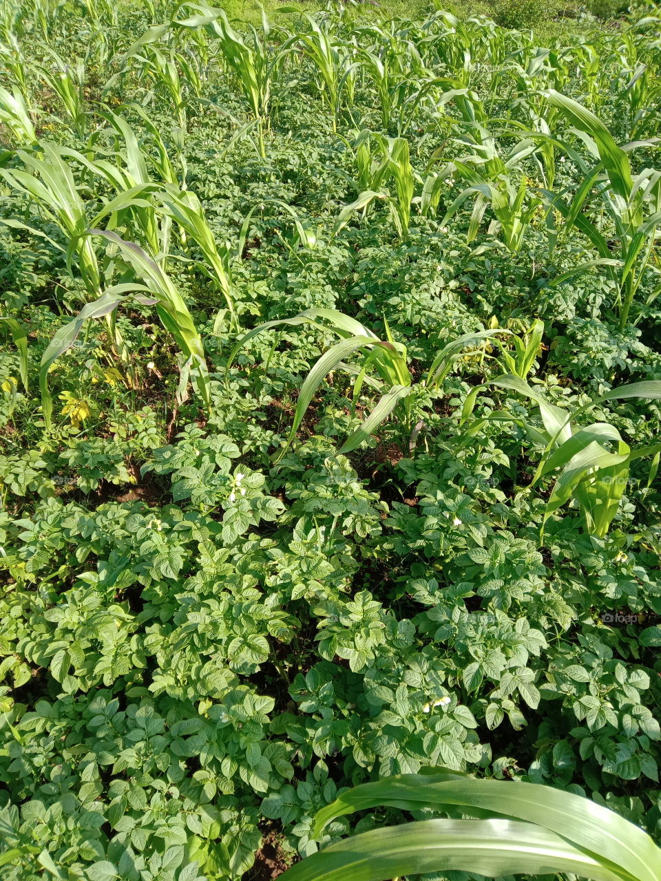 potato farming in North East India in the state of meghalaya