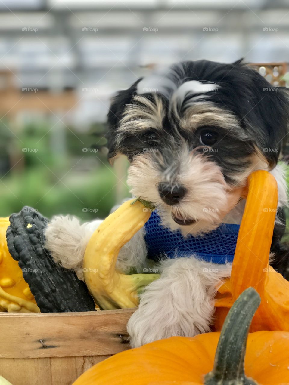 Puppy with Gourds