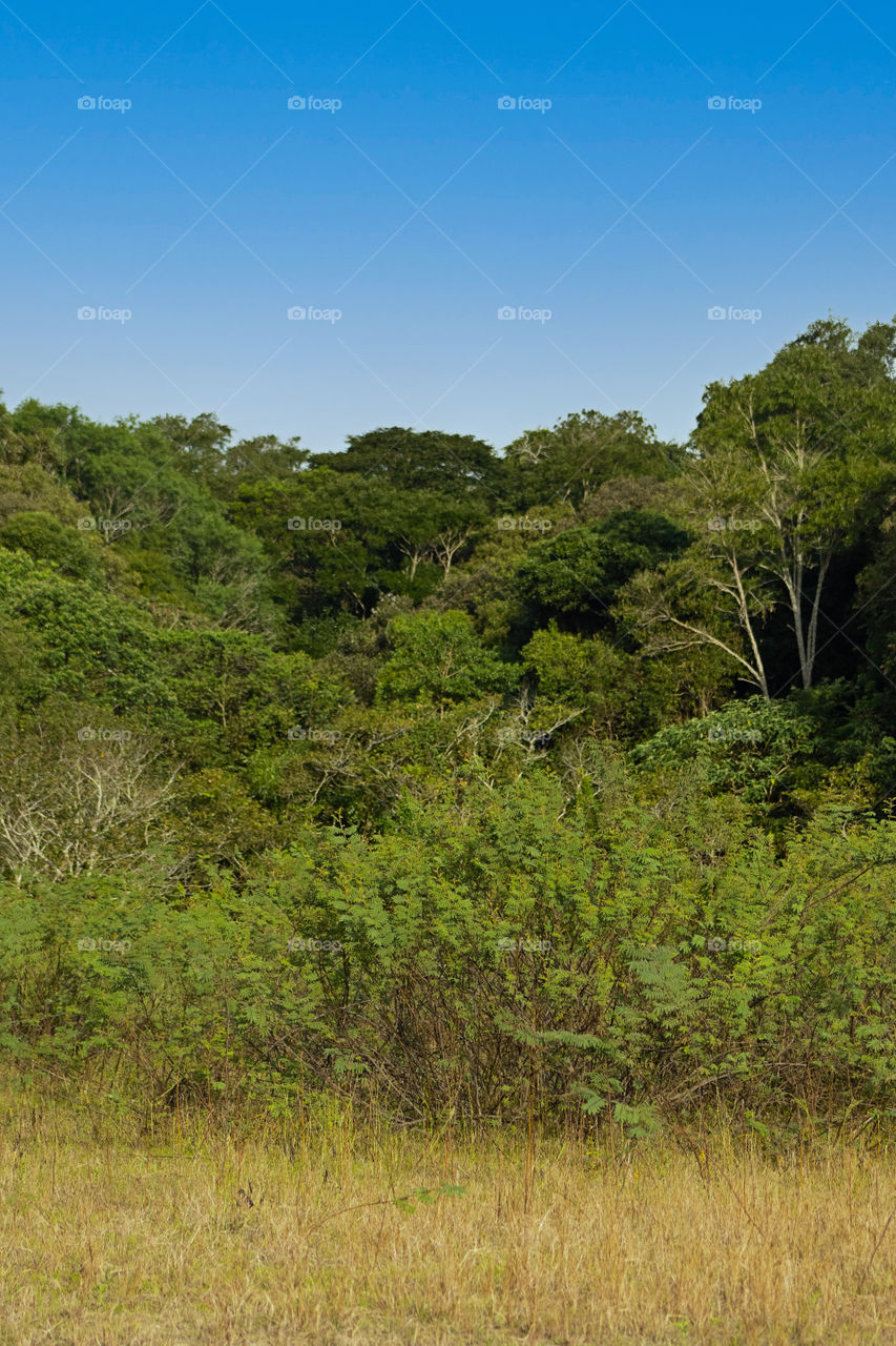 Árvores no interior de São Paulo em dia de céu azul.