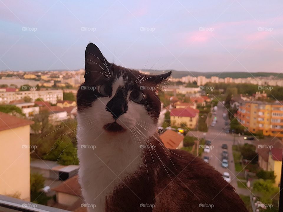 My cute cat Casper enjoy the beautiful sunset. he is a little crossed eye but we love him.
