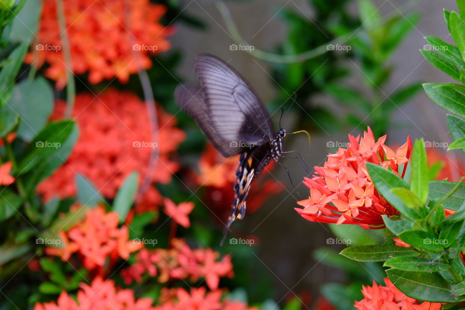 Red flower and Butterfly