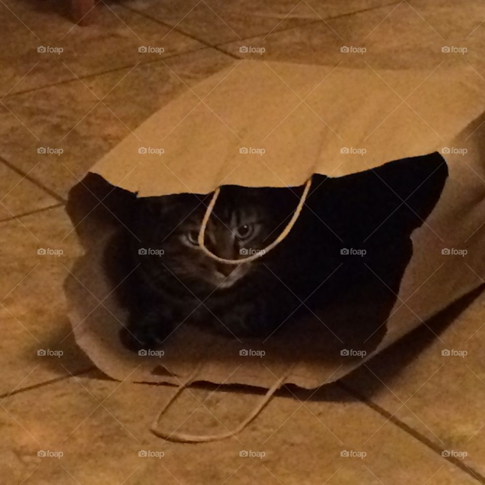 Cat in a Bag(peek a boo)