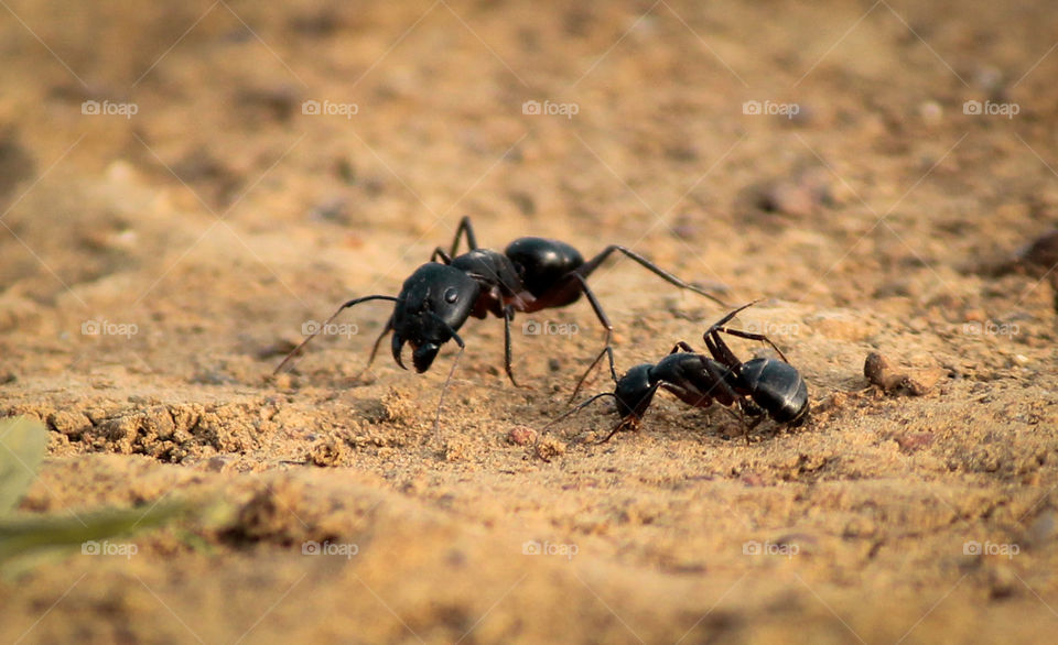 Ant 
Akash gupta 
Insect