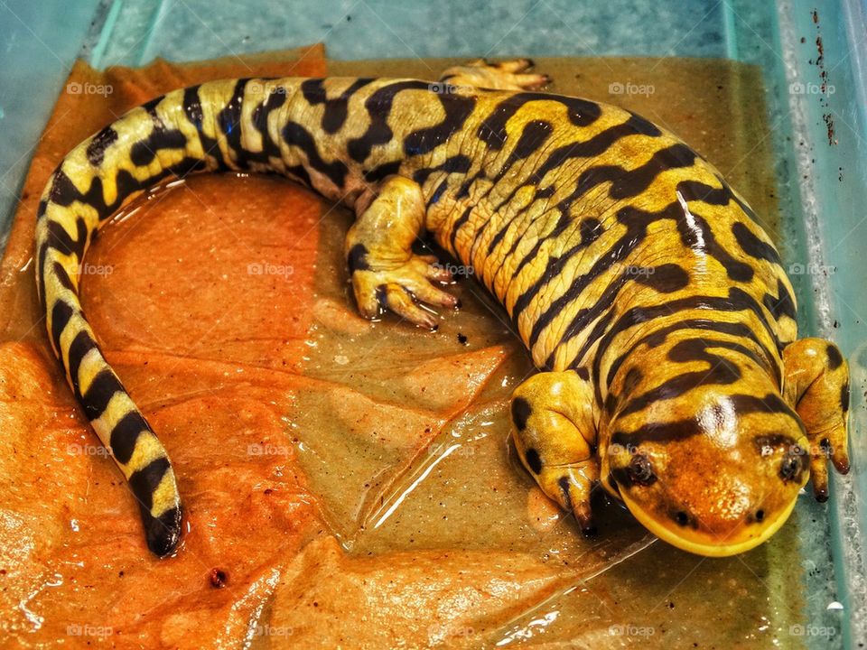 Tiger Salamander