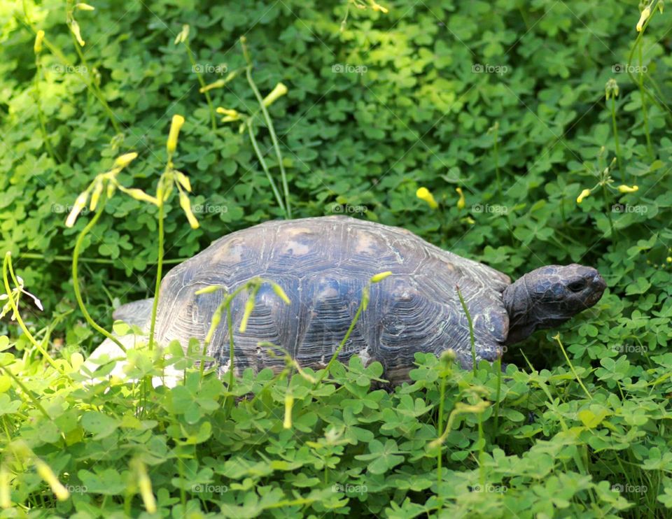 Outdoor turtle