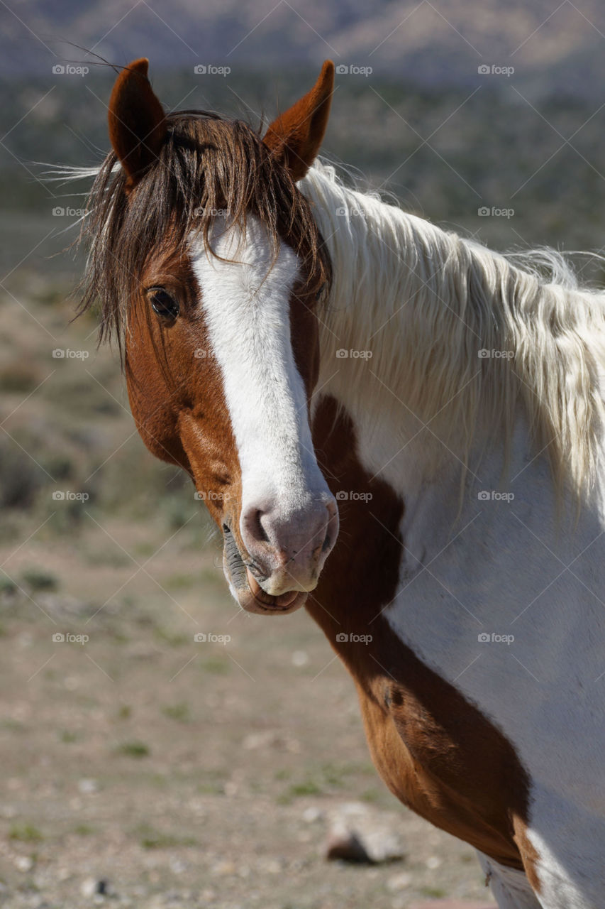 View of wild horse