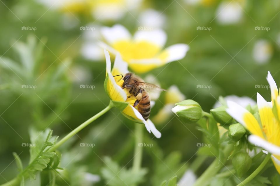 Bee on limnanthes douglasii flower