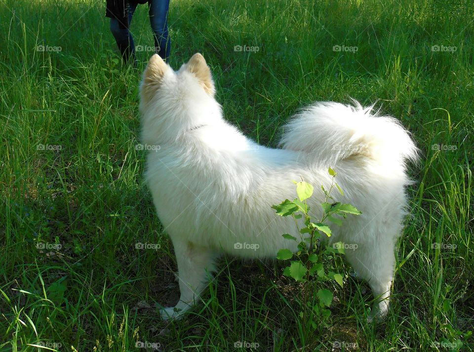 Grass, Animal, Dog, Cute, Mammal