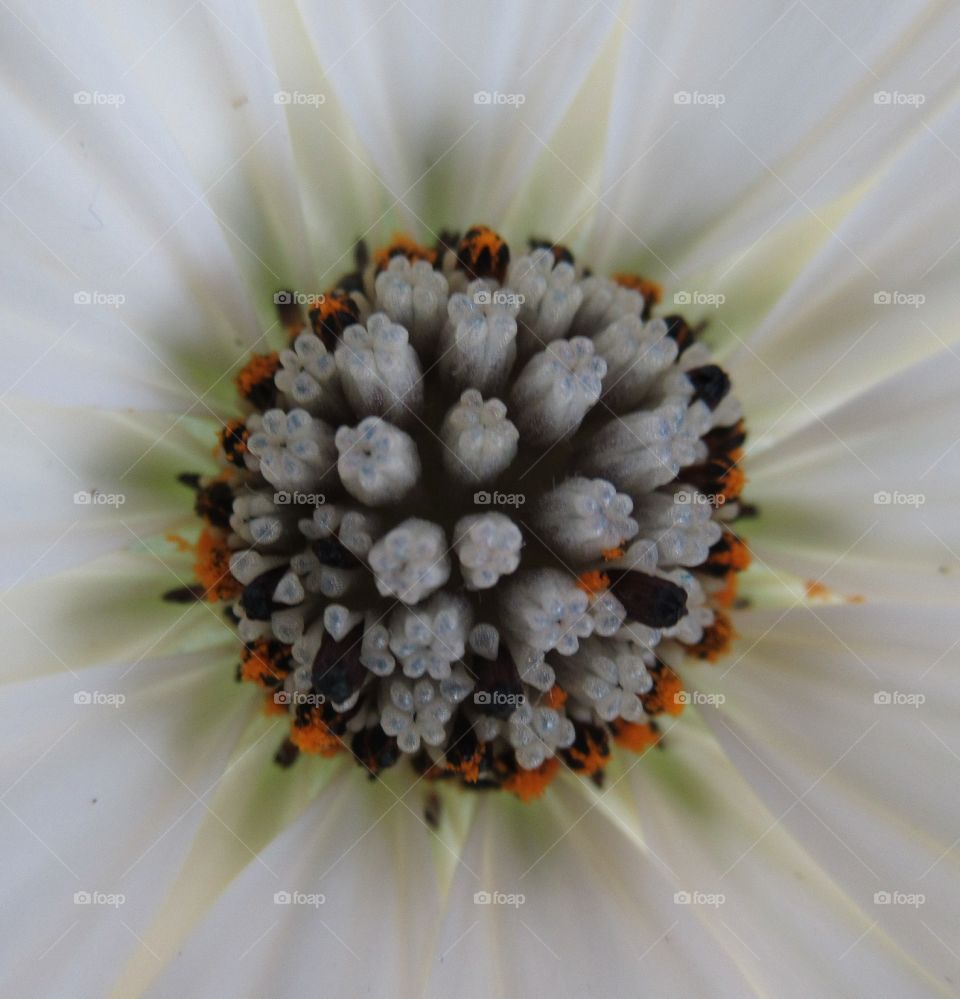 Stamen on a white osteospermum plant in macro which shows every little detail with tiny orange pollen around outer side of stamen and white petals
