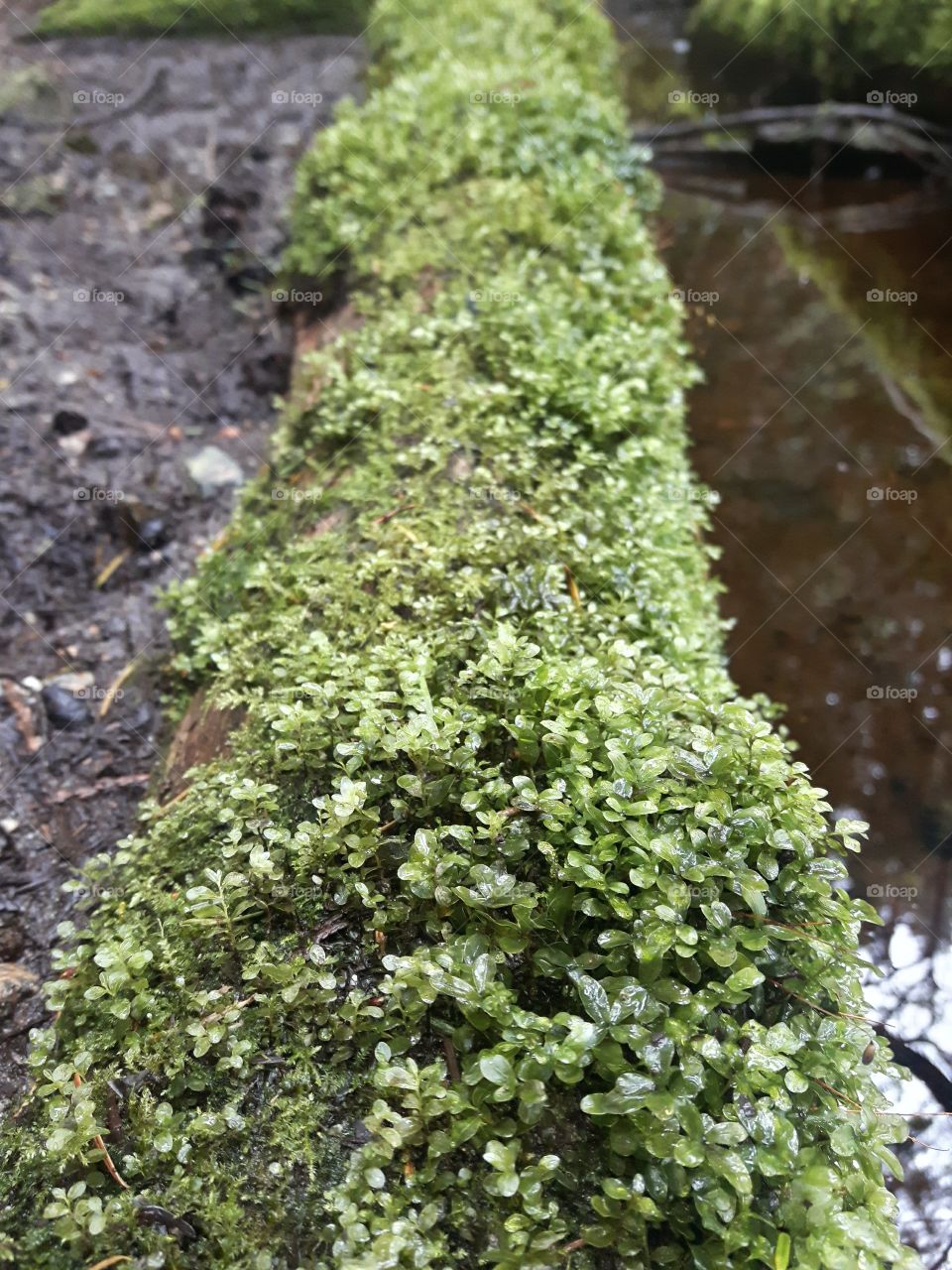 Mossy Log in Vancouver