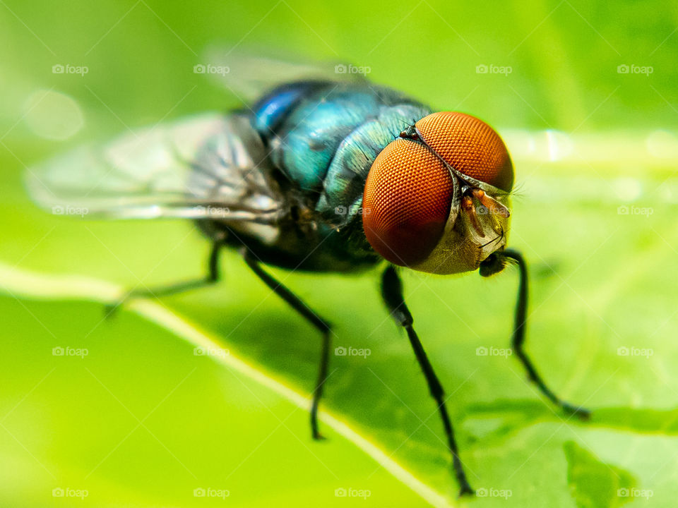 Compound eyes are made up of thousands of individual visual receptors, called ommatidia. Each ommatidium is a functioning eye in itself, and thousands of them together create a broad field of vision for the fly.