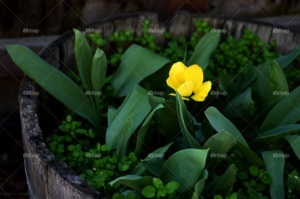 My lonely bloomed yellow tulip on my garden. 