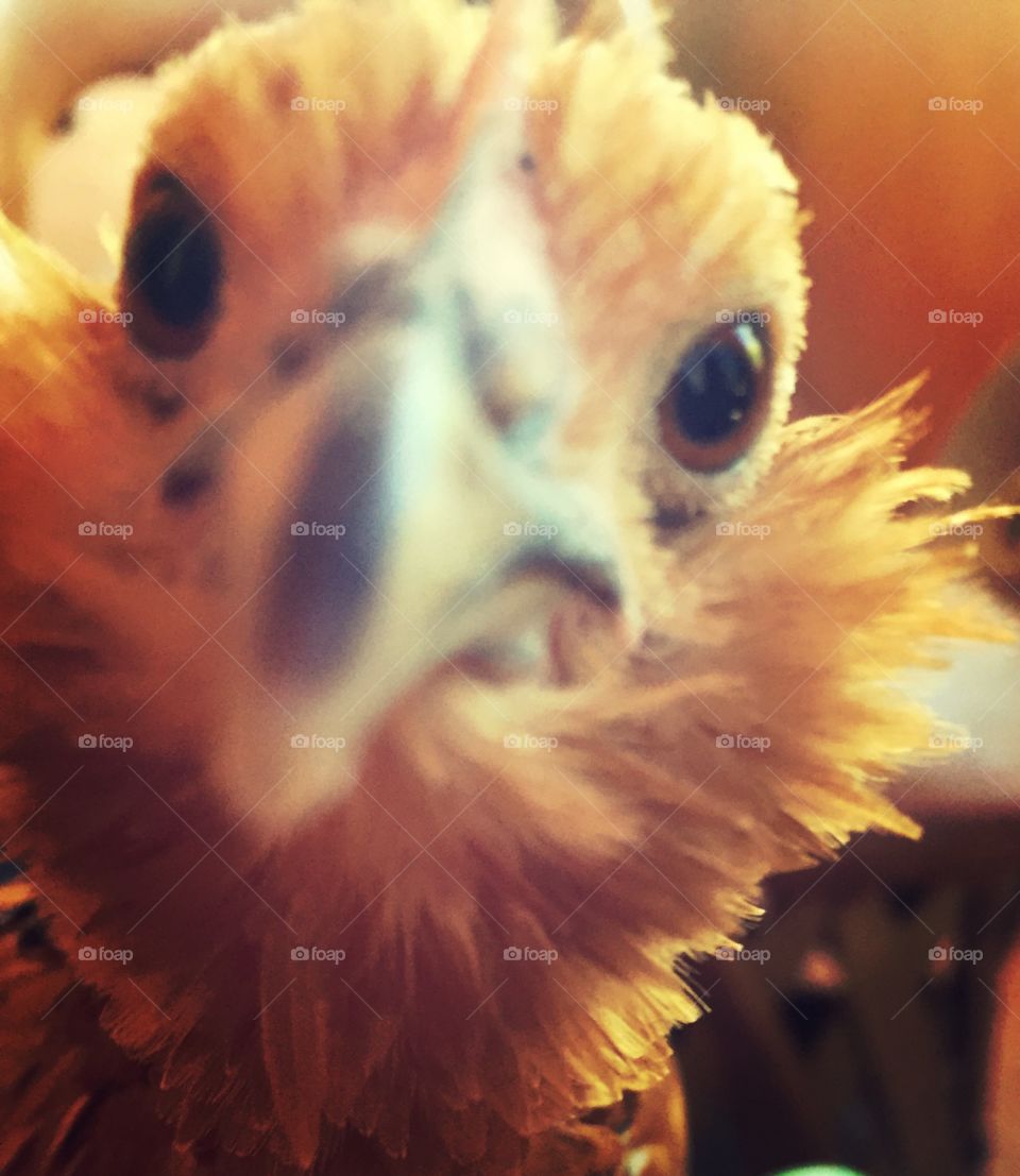Close up of pet chicken