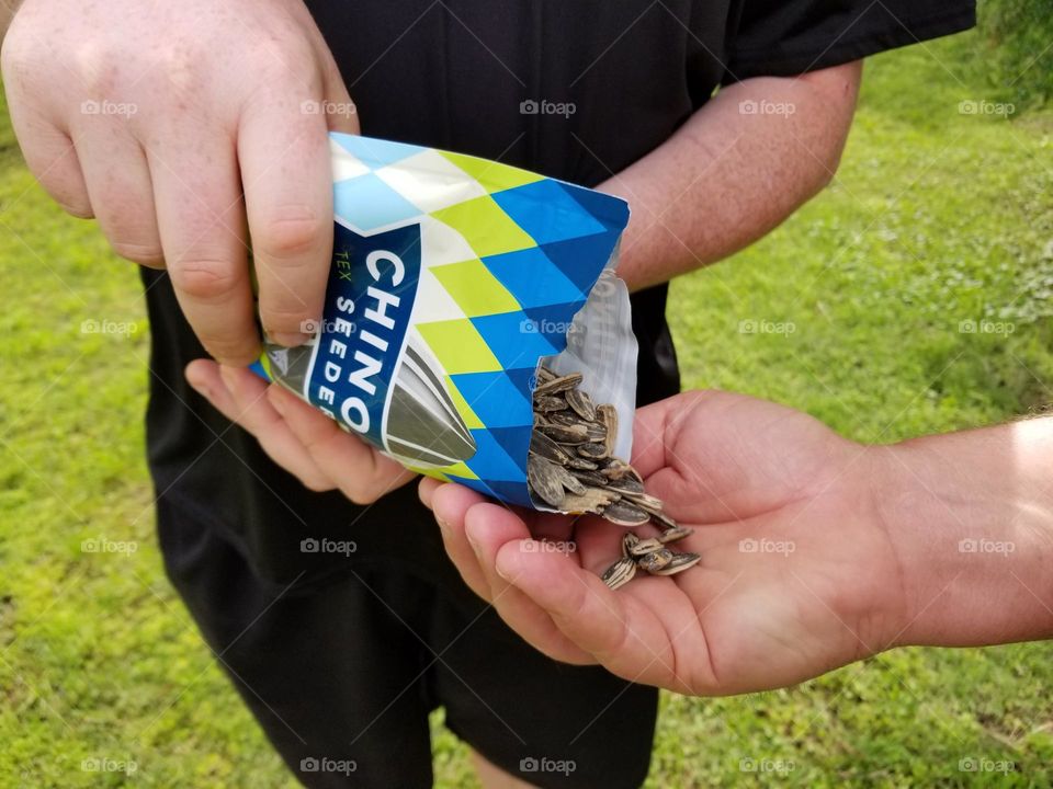 Hands Sharing Sunflower Seeds