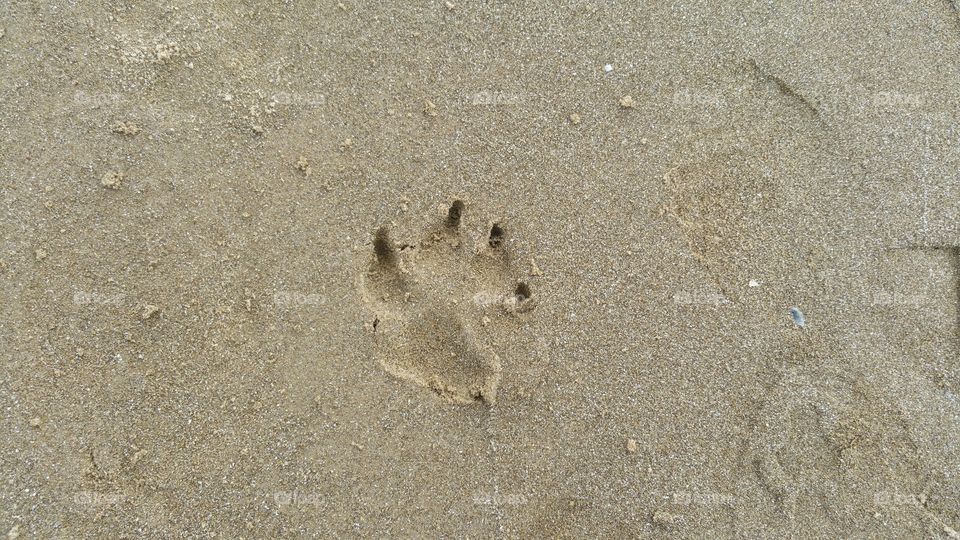 Dog print