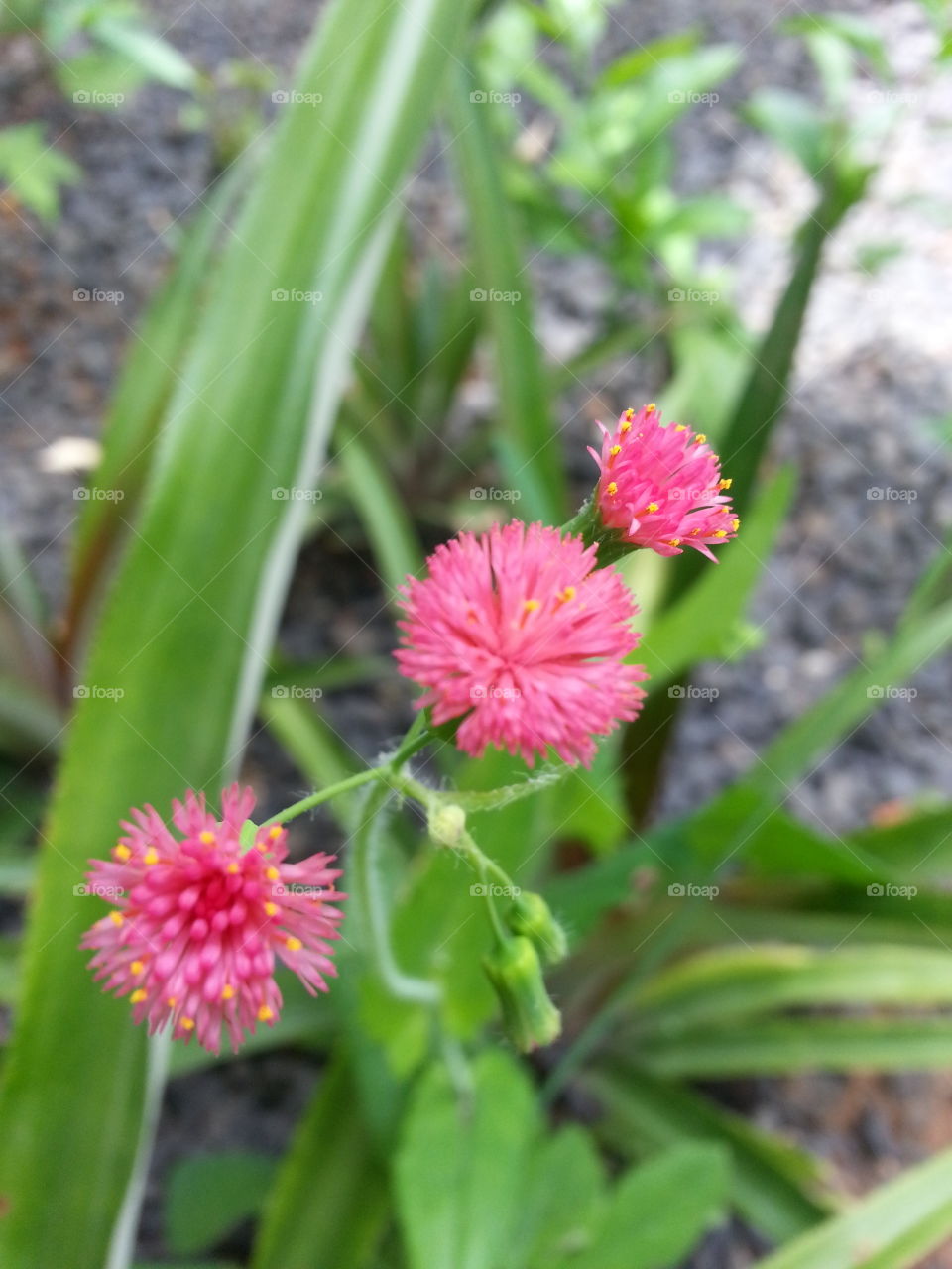 Pequenas flores
