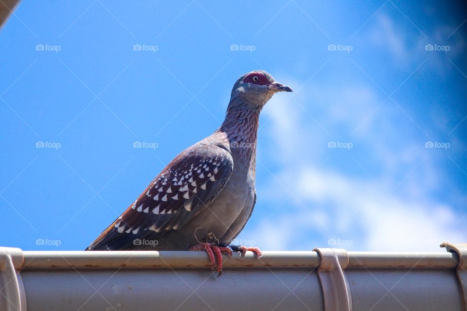 Speckled pigeon on the roof 