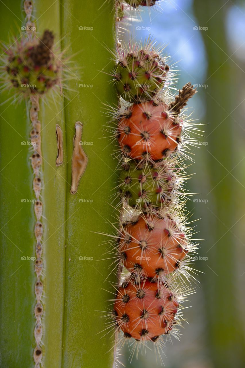 Saguaro cactus at Arizona Desert botanical garden