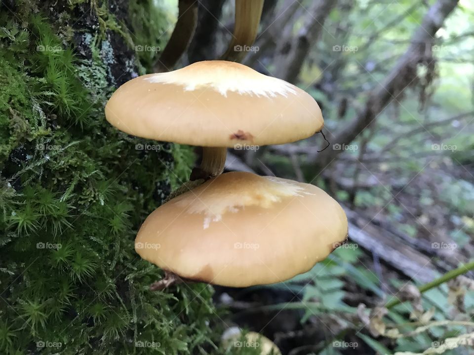 Mushrooms on tree bark in a forest