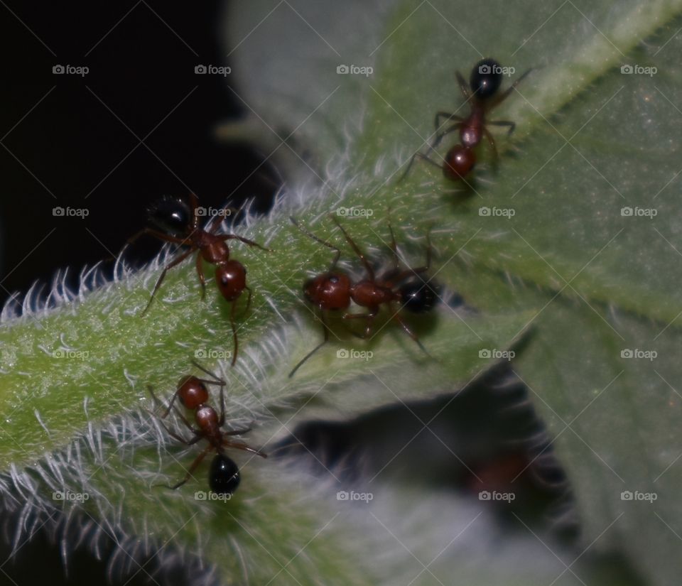 Close up ants