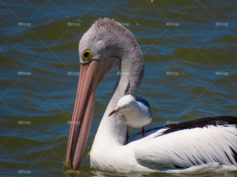 Seagull on pelican’s back