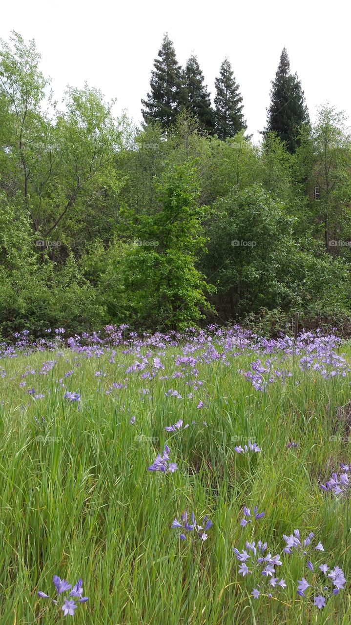 Purple Meadow. taken on a walk with Coco in early Spring 2015
