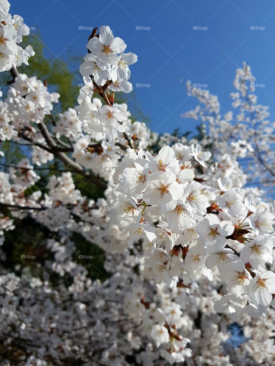 Cherry blossom in Korea