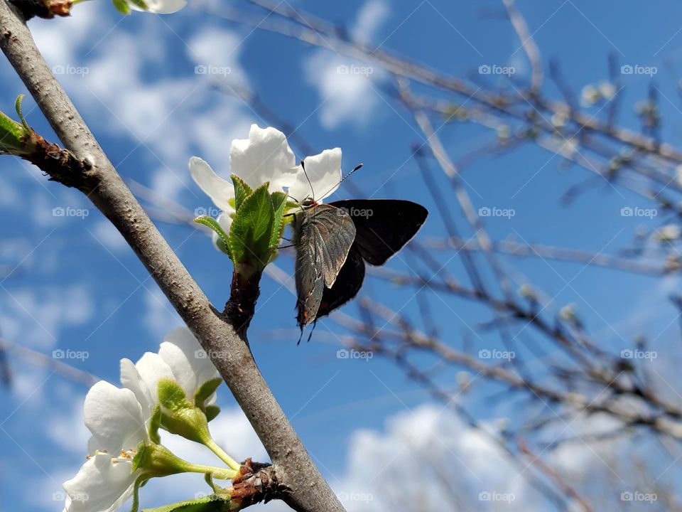 Early signs of Spring.  Gray hairstreak butterfly pollinating white plum tree flowers.