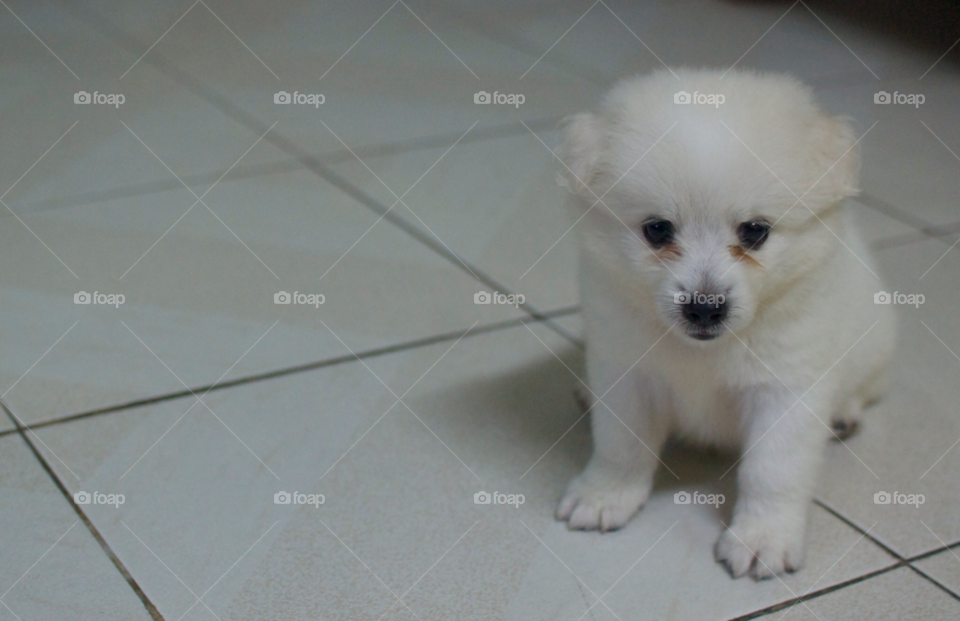 white puppy bestfriend pedigree by miake