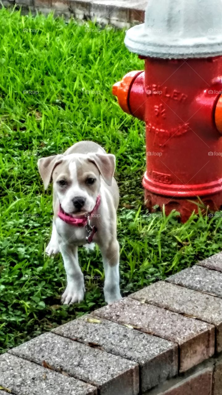 Tough Girl. Picture of puppy at a hydrant.