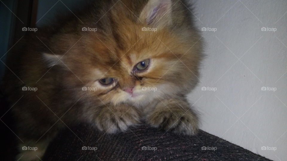 persian cat