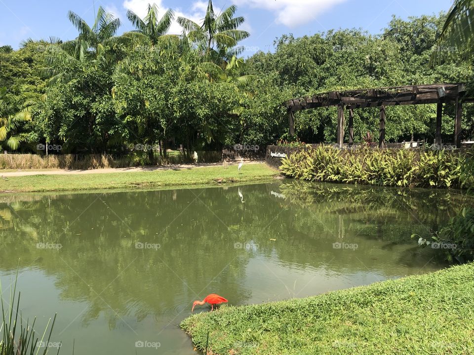 Birds on a Brazilian park in tropical green area