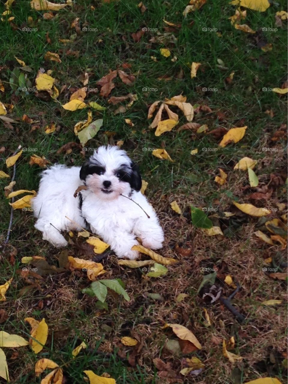 Puppy loves the leaves 