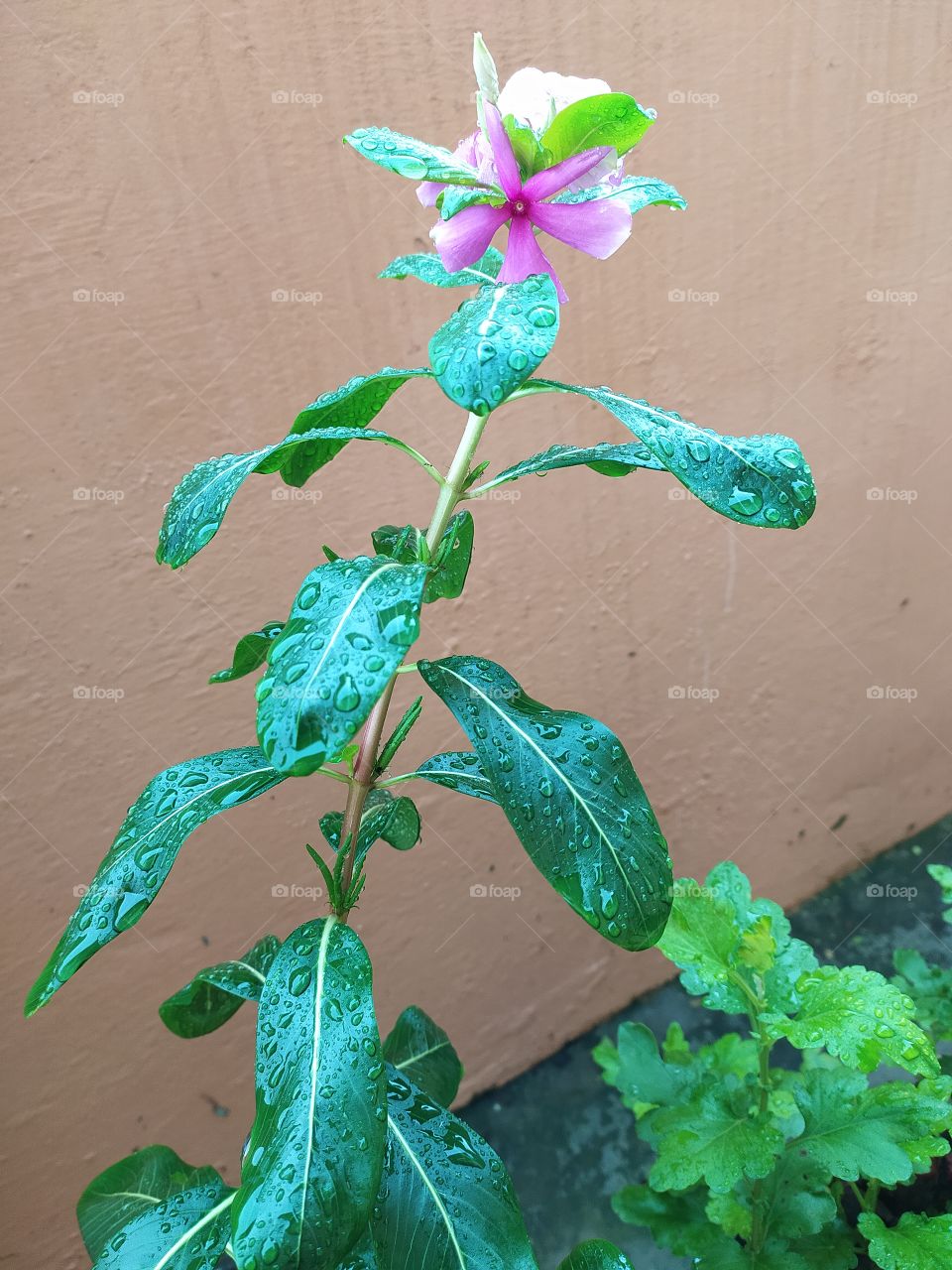 Looking at the pouring rain