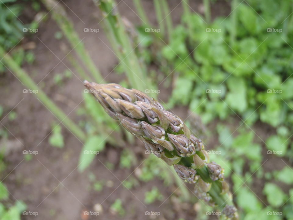 Is it asparagus or Smidras 