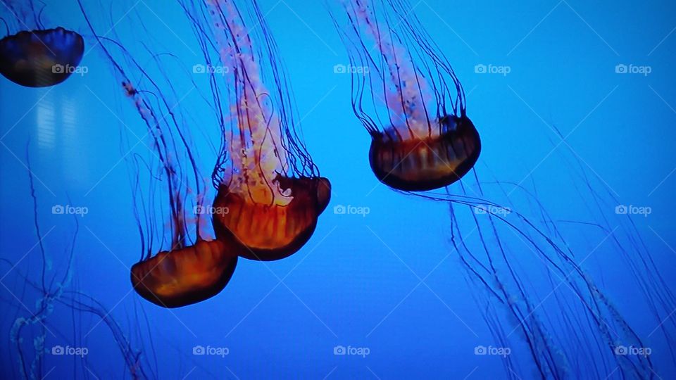 Jellyfish, Underwater, Fish, Aquarium, Ocean