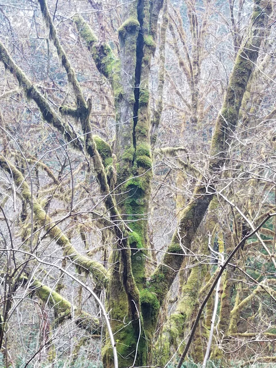 Ents still exist if you know where to look. Pay attention to the life around you. And let your imagination run free.