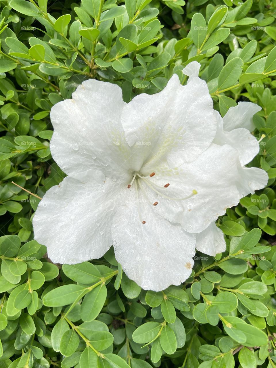 White flower