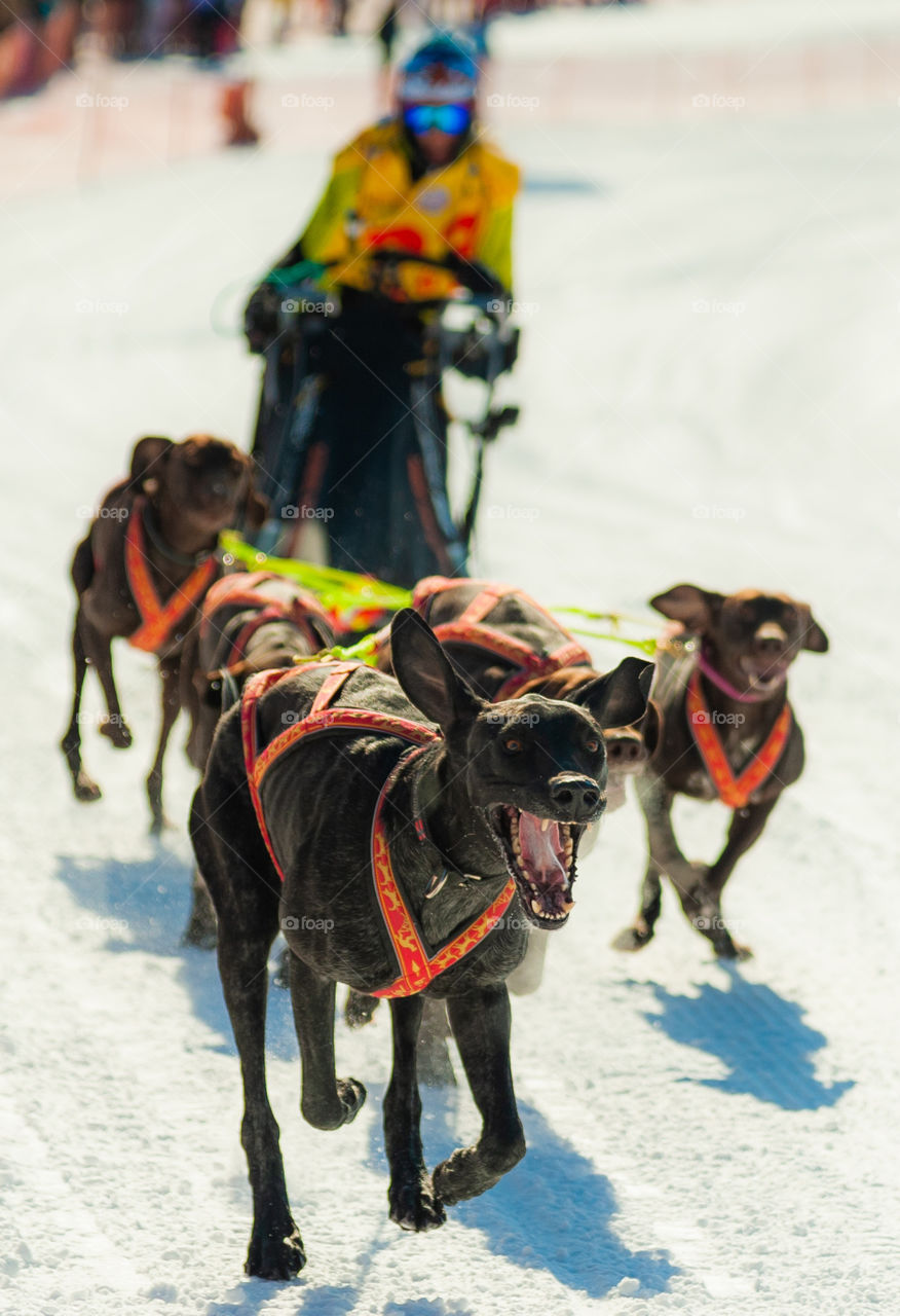 Beringia, dog sport