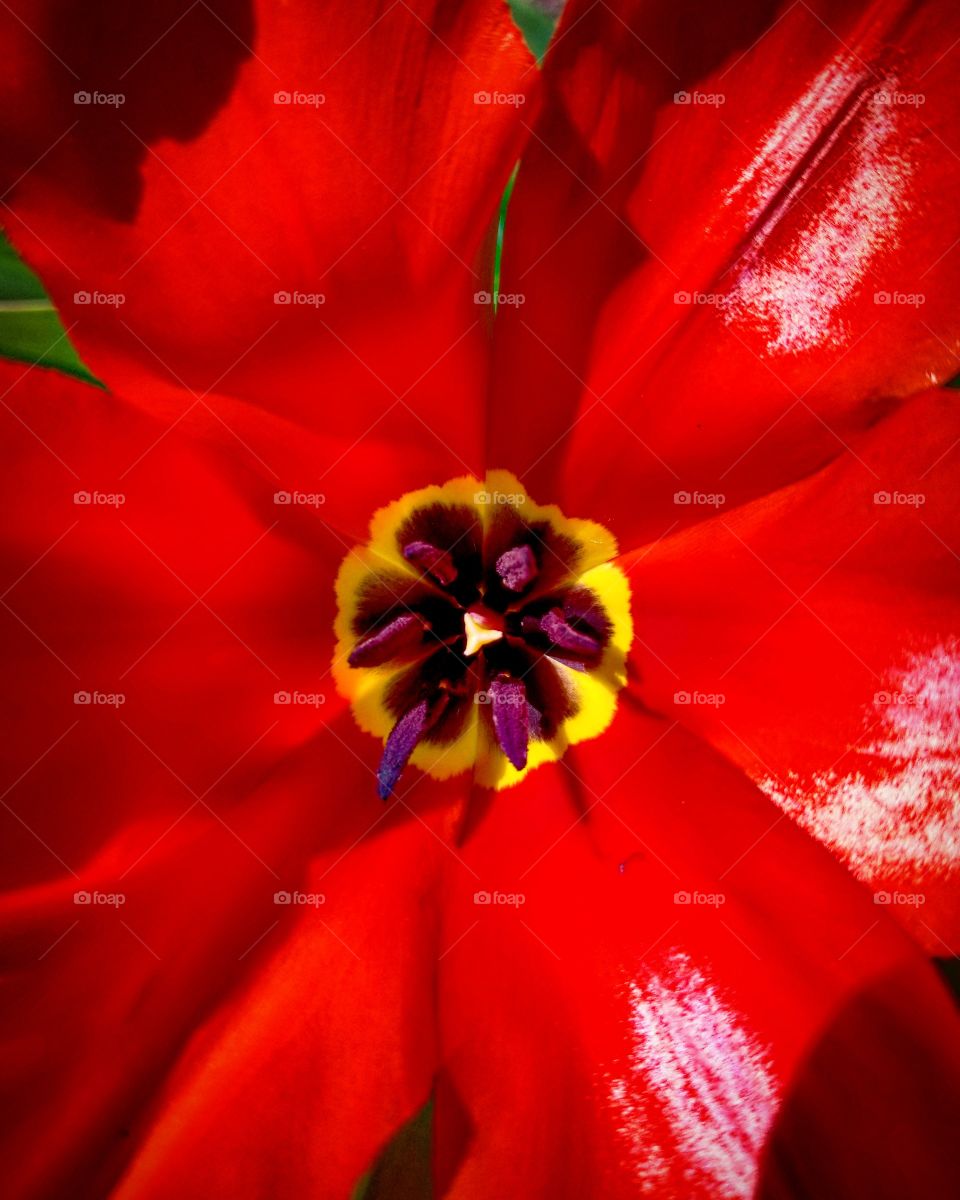 Let us find the Beauty all around us enjoy the colors of this bright red spring flower.