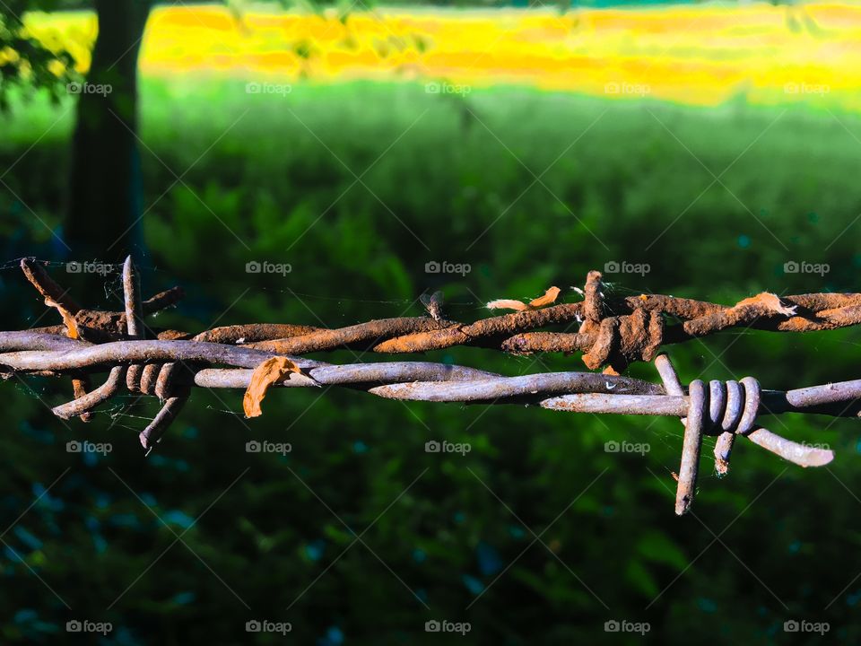 Barbed wire 